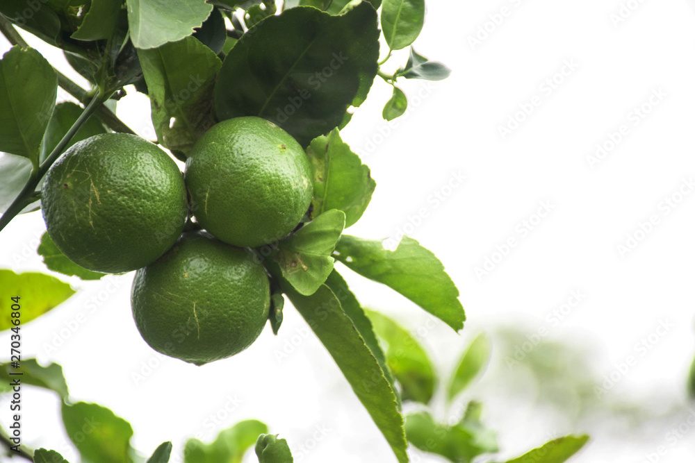 Thai lime is bright green on branches with thick leaves. Thai lime is bright green on branches with thick leaves.