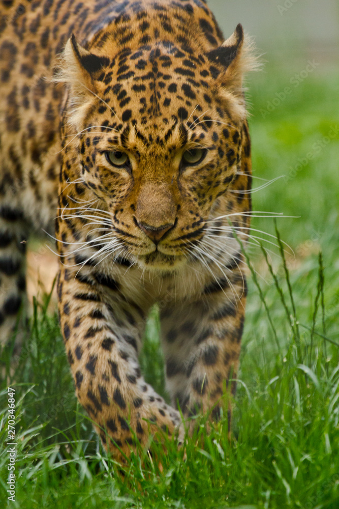 Nordchinesischer Leopard (Panthera pardus japonensis) Nordchinesischer Leopard (Panthera pardus japonensis)