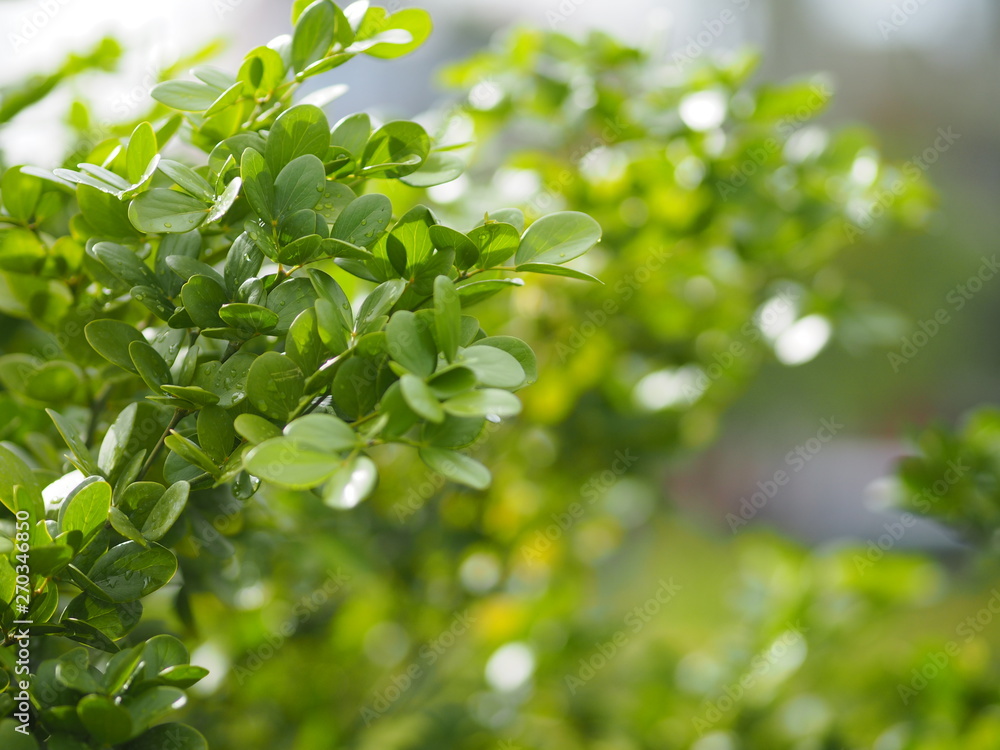 green leaf foreground blurred of nature background space for write green leaf foreground blurred of nature background space for write