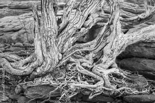 Photo Black and White of The spreading root system of the old tree on the ground. The variety of shapes in wild nature. Perfect background for the various kinds of collages,Thailand.