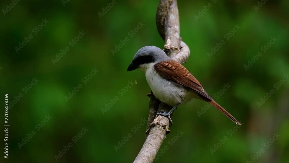 The Tiger Shrike got its name from the Tiger-like pattern on its feathers as it is also a predator of a bird that feeds on insects, very small mammals, and even birds of its size. The Tiger Shrike got its name from the Tiger-like pattern on its feathers as it is also a predator of a bird that feeds on insects, very small mammals, and even birds of its size.