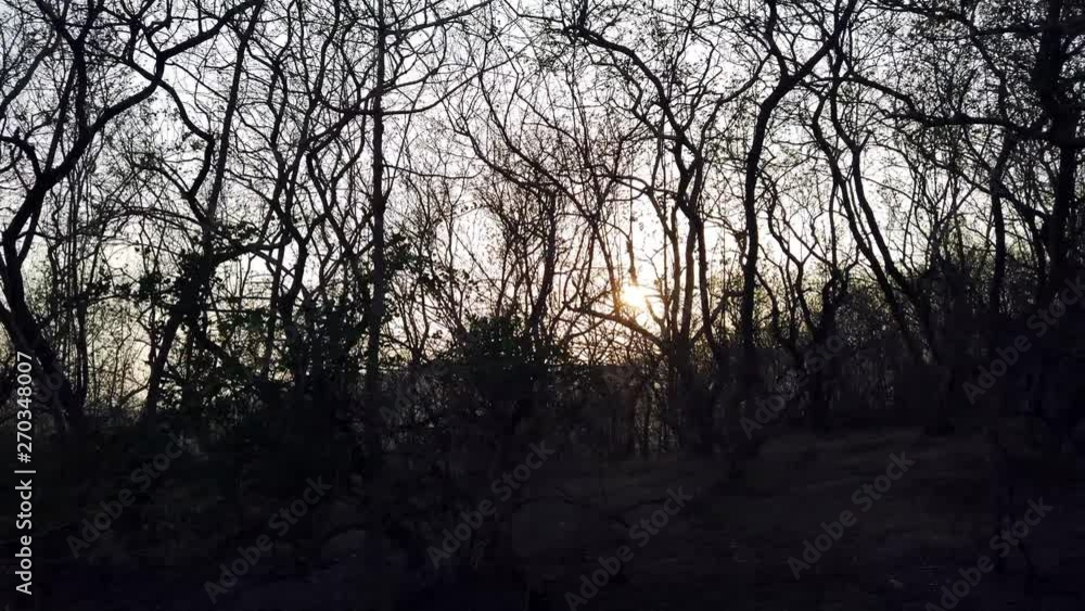 Silhouette of dried plants and trees with Sunset in the Background on a Trail and Hike through a Forest Silhouette of dried plants and trees with Sunset in the Background on a Trail and Hike through a Forest