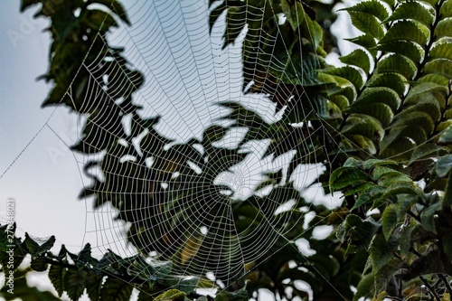 spider web and tree