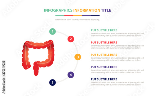 human colon anatomy infographic template concept with five points list and various color with clean modern white background - vector