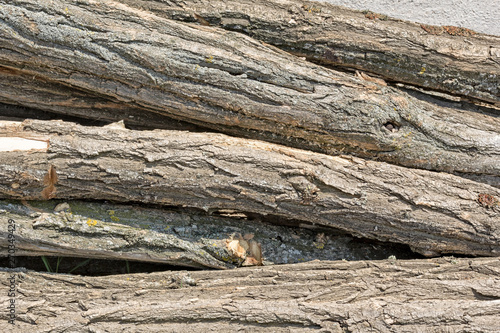 Texture of the trunks of sawed trees