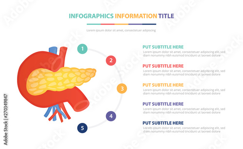 human pancreas anatomy infographic template concept with five points list and various color with clean modern white background - vector