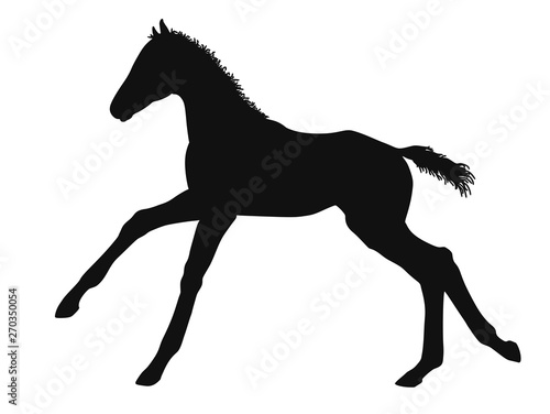 Silhouette of a warmblood foal