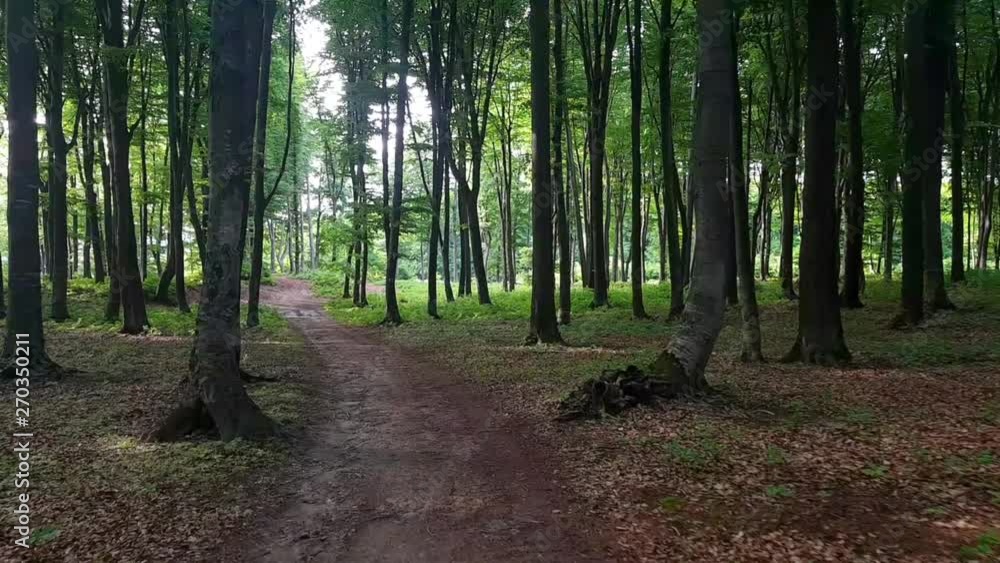POV walk in green forest during warm summer sunset