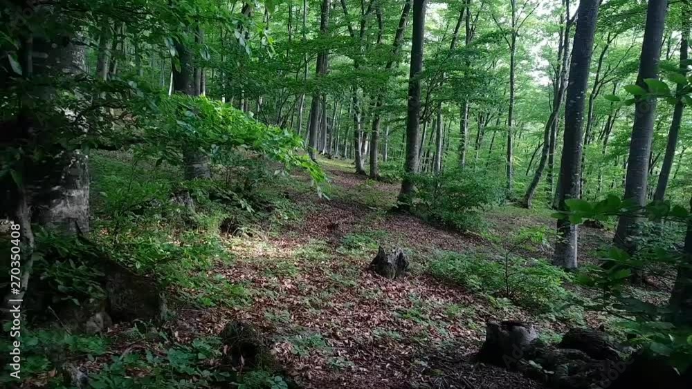 Slowly walking inside green forest during summer afternoon Slowly walking inside green forest during summer afternoon