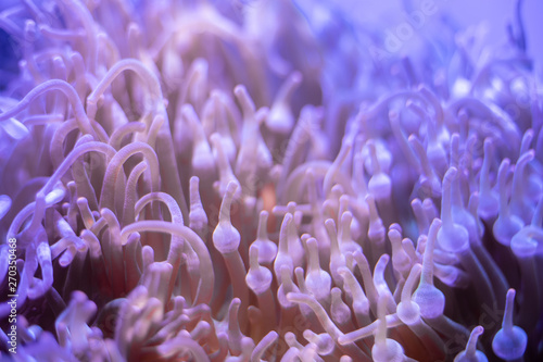 Macro shot of coral in deep sea.