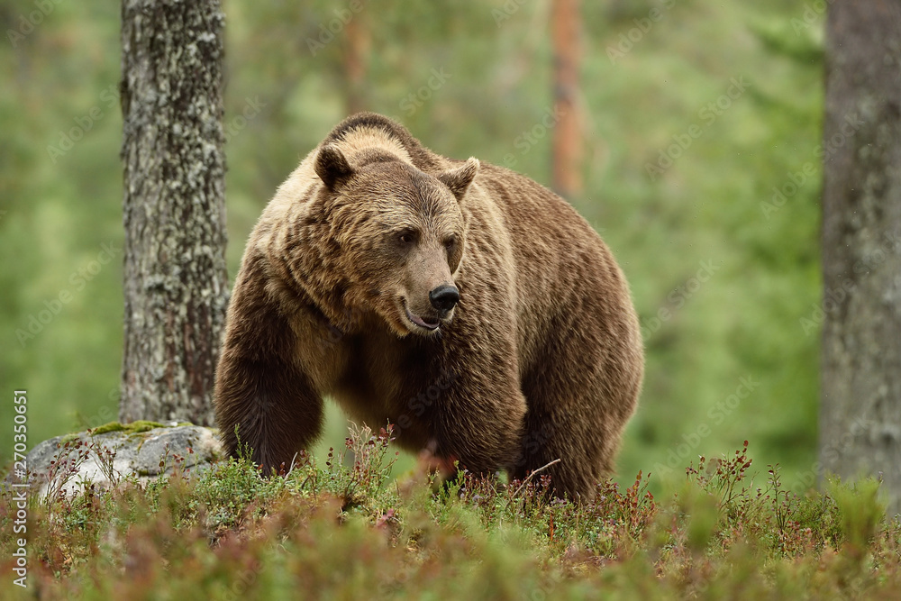 Big brown bear with powerful pose in forest. Bear with serious look. Big brown bear with powerful pose in forest. Bear with serious look.