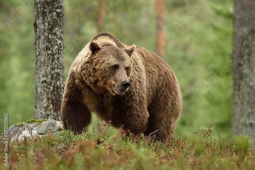 Big brown bear with powerful pose in forest. Bear with serious look.