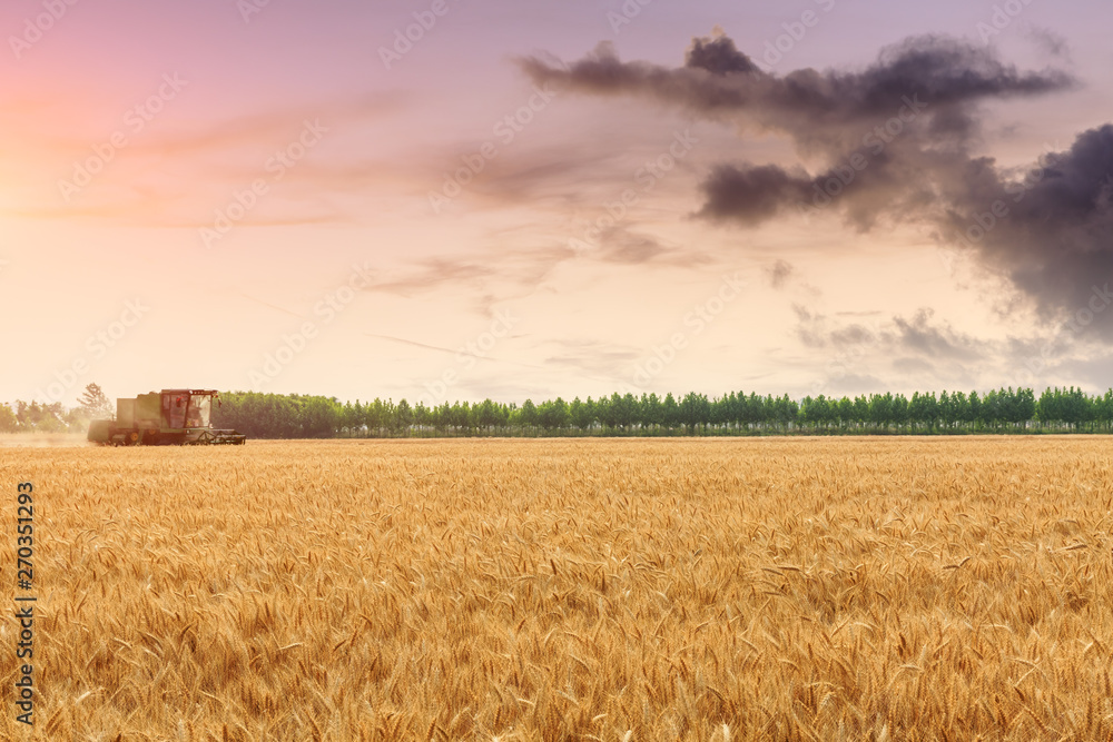 Fototapeta premium Combine harvester harvesting yellow wheat at sunset