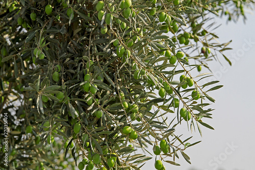 Olive trees in the Aegean region