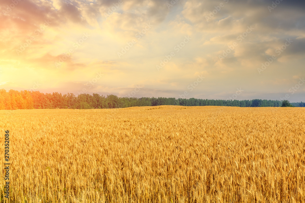 Fototapeta premium Wheat crop field sunset landscape