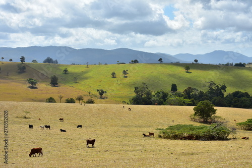 Panoramic View with cattle at Atherton Tablelands, Queensland, Australia photo