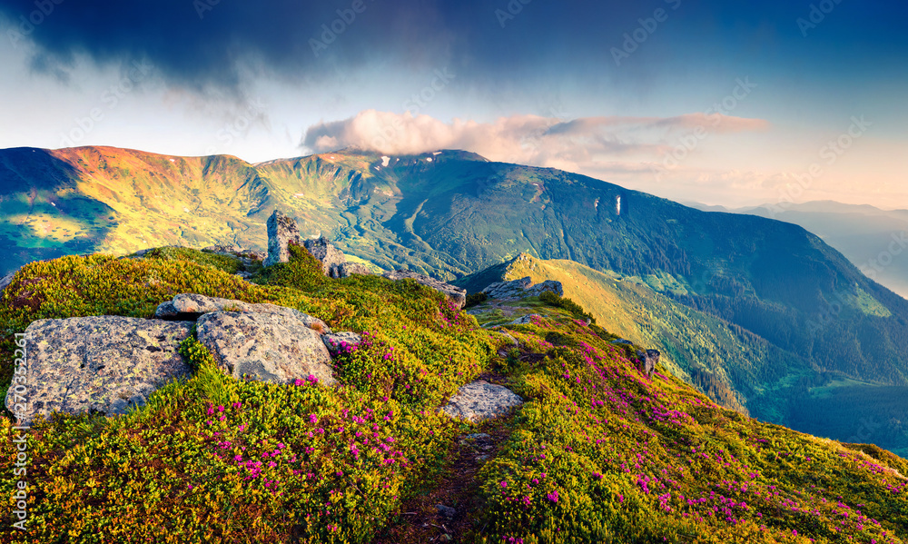Dramatic summer sunrise with fields of blooming rhododendron flowers. Splendid outdoors scene in the Carpathian mountains, Ukraine, Europe. Beauty of nature concept background.
