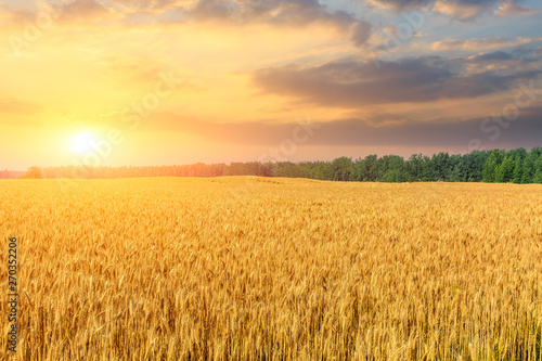 Wheat crop field sunset landscape