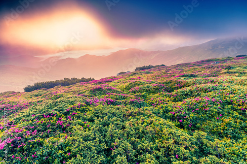 Dramatic summer sunrise with fields of blooming rhododendron flowers. Splendid outdoors scene in the Carpathian mountains, Ukraine, Europe. Beauty of nature concept background. © Andrew Mayovskyy