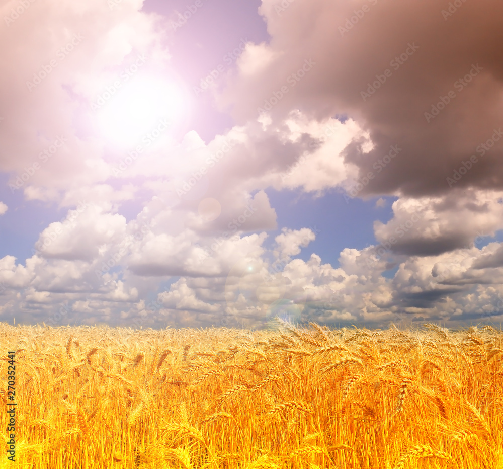 Fototapeta premium Wheat field against a blue sky