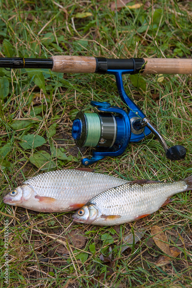 Several common roach fish on green grass. Catching freshwater fish on natural background.. Several common roach fish on green grass. Catching freshwater fish on natural background..