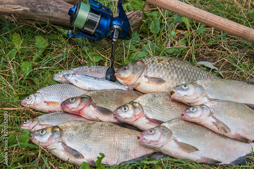 Several common bream fish, crucian fish, roach fish, bleak fish on the natural background. Catching freshwater fish and fishing rod with fishing reel on green grass.