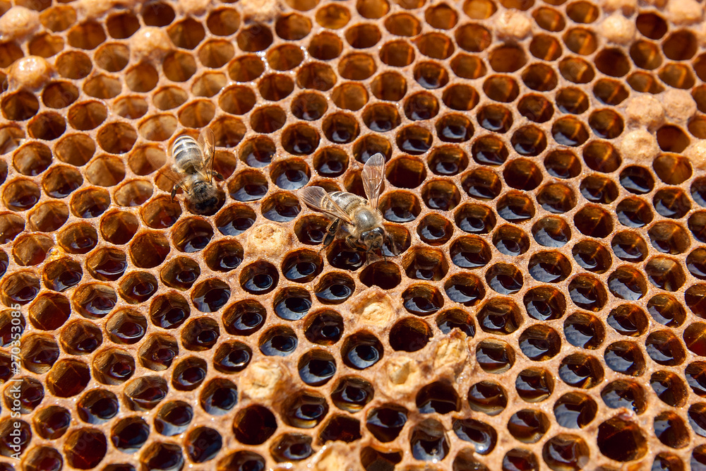 Close up view of the working bee on the honeycomb with sweet honey.. Close up view of the working bee on the honeycomb with sweet honey..