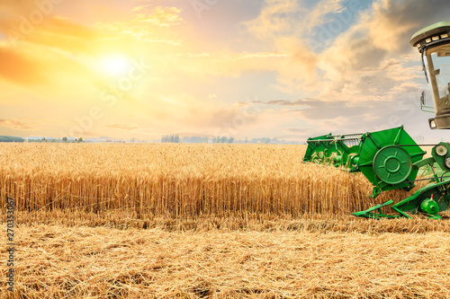 Combine harvester harvesting yellow wheat at sunset photo