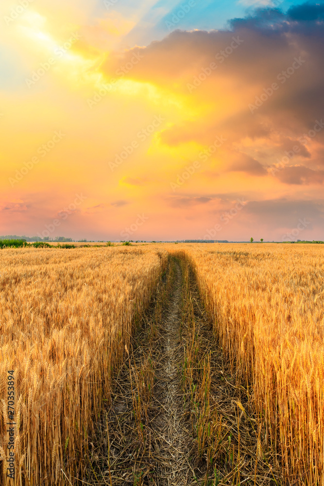 Field road and yellow wheat fields at sunset