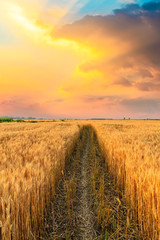 Field road and yellow wheat fields at sunset