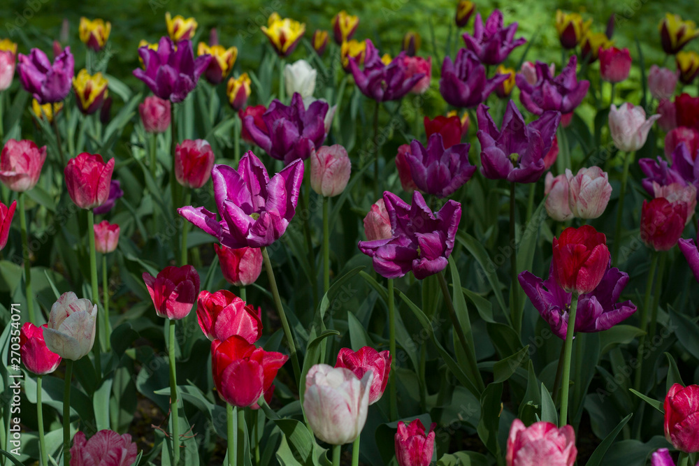 glade covered with many violet pink tulips glade covered with many violet pink tulips