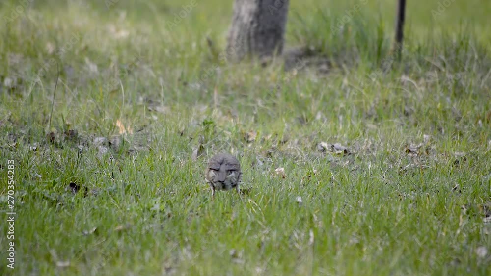 Small starling bird with brown dots on belly walking through green grass looking for worms and bugs, WIDE SHOT Small starling bird with brown dots on belly walking through green grass looking for worms and bugs, WIDE SHOT