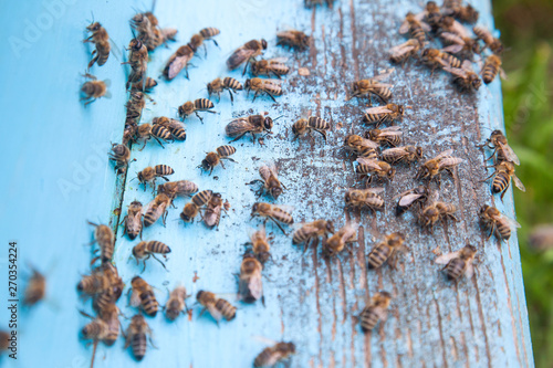 Swarming bees at the entrance of light blue beehive in apiary.. © kostik2photo