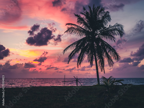  Palm on beach at sunset © Maksim