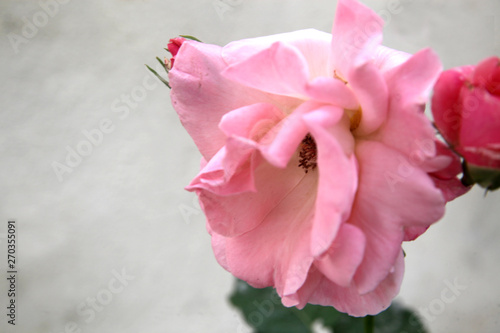 Close-up of one  pink rose flower on a soft vintage pastel tone blurred background