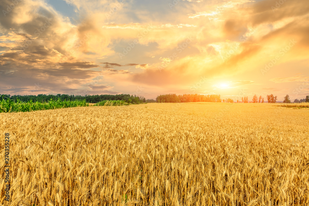 Fototapeta premium Wheat crop field sunset landscape