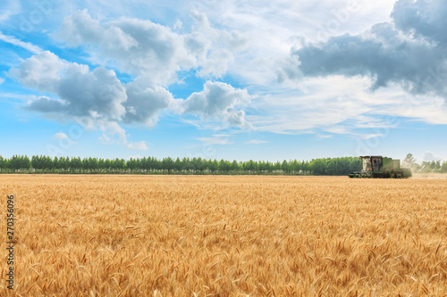 Combine harvester harvesting wheat on sunny summer day