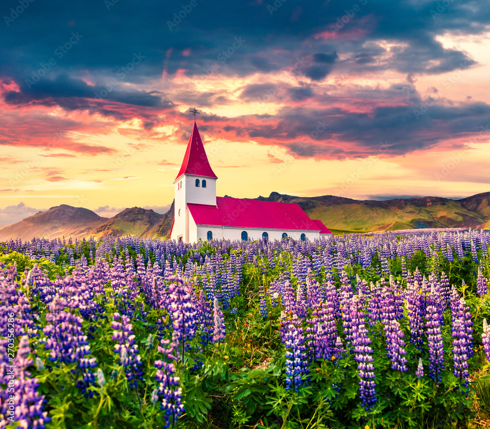 Foto Stock Vik i Myrdal Church, Víkurkirkja, surrounded by blooming lupine  flowers in the Vik village. Dramatic summer sunrise in the Iceland, Europe.  Beauty of countryside concept background. | Adobe Stock