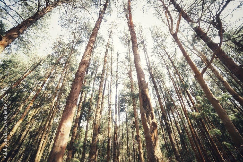 Fototapeta premium tree in the forest