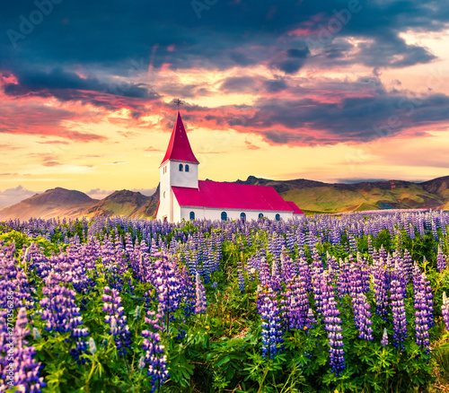 Vik i Myrdal Church, Víkurkirkja, surrounded by blooming lupine flowers in the Vik village. Dramatic summer sunrise in the Iceland, Europe. Beauty of countryside concept background.