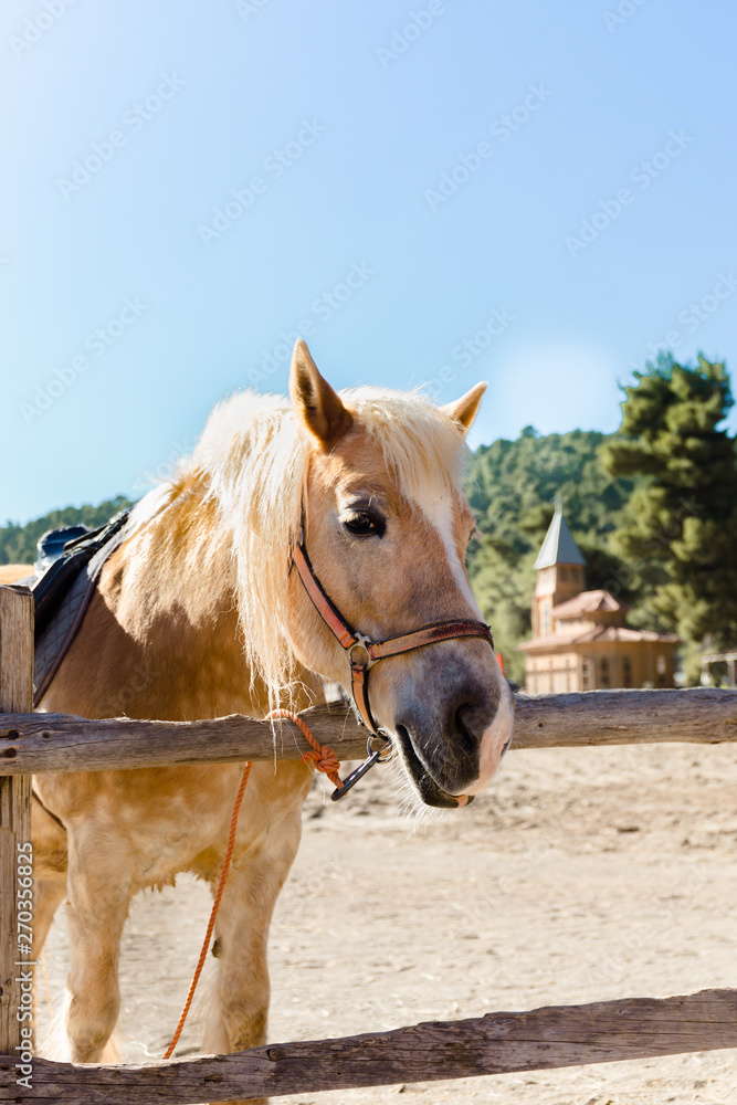 Pony with a hair. Funny pony on a farm. Pony portrait Pony with a hair. Funny pony on a farm. Pony portrait