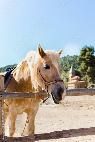 Pony with a hair. Funny pony on a farm. Pony portrait