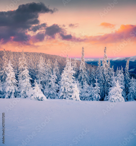 Impressive winter morning in Carpathian mountains with snow covered fir trees. Colorful outdoor scene, Happy New Year celebration concept. Beauty of nature concept background.