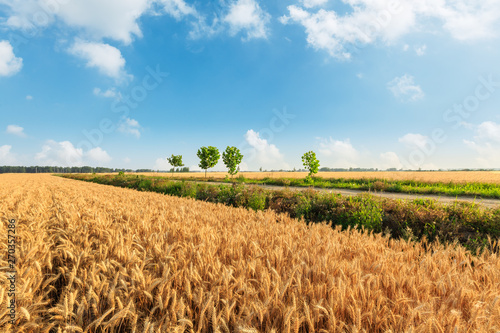 Yellow wheat field and blue sky