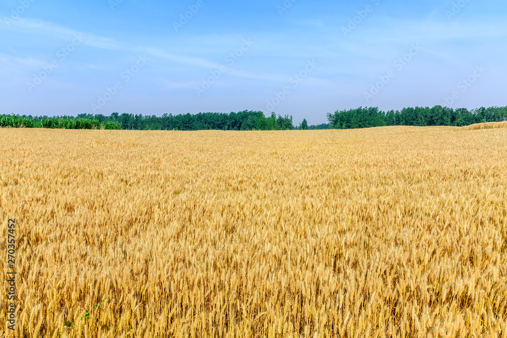 Yellow wheat field and blue sky Yellow wheat field and blue sky