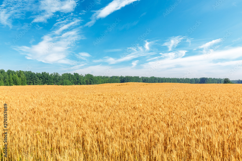 Yellow wheat field and blue sky