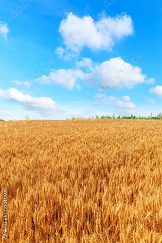 Yellow wheat field and blue sky