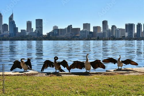 Australian Pied Cormorants (Phalacrocorax melanoleucos) at South Perth Foreshore with Perth Skyline and Swan River, Perth, Western Australia