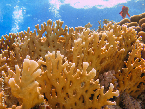 Close up of a Fire Coral in clear blue water. photo