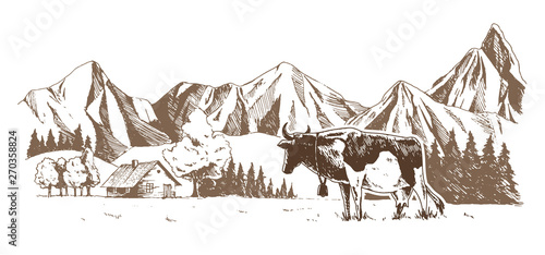 Dairy farm. Cows graze in the meadow. Rural landscape, village vintage sketch.